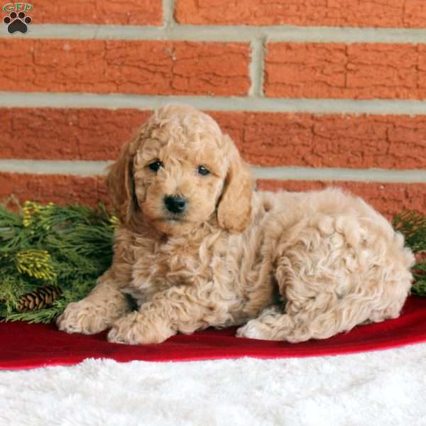Bruno, Mini Goldendoodle Puppy