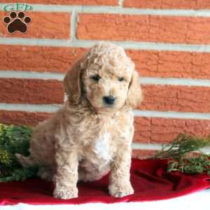 Bruno, Mini Goldendoodle Puppy