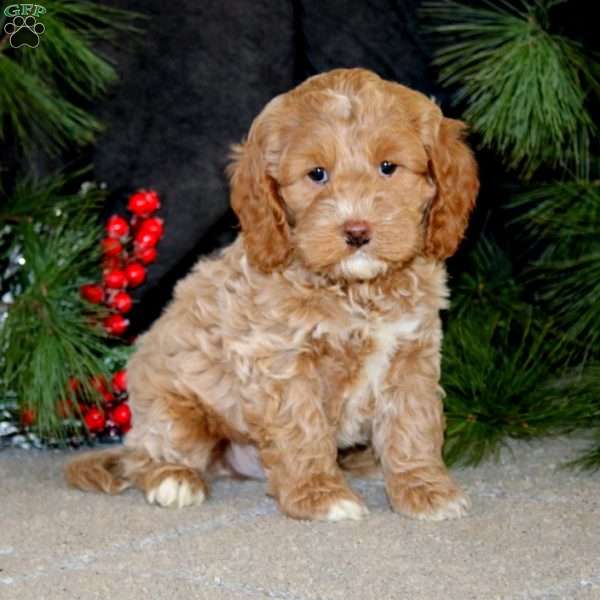 Bryce, Cockapoo Puppy