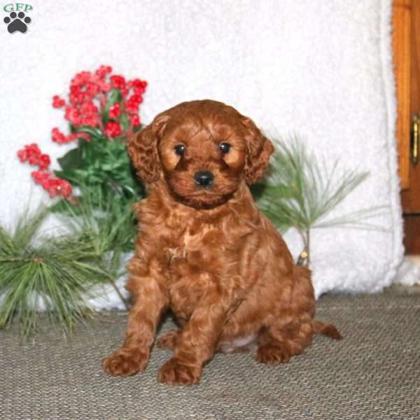 Bryce, Cavapoo Puppy