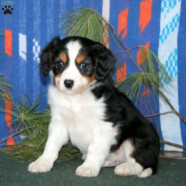 Bryce, Cavalier King Charles Mix Puppy