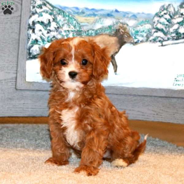 Bryce, Cavapoo Puppy