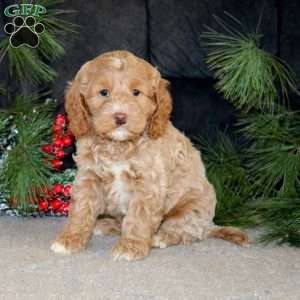 Bryce, Cockapoo Puppy