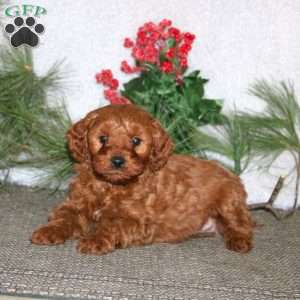 Bryce, Cavapoo Puppy