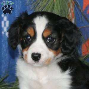 Bryce, Cavalier King Charles Mix Puppy