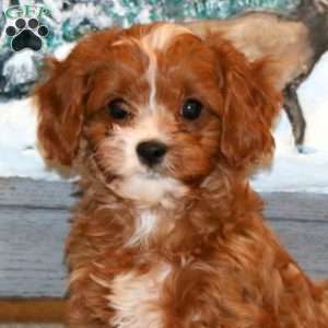Bryce, Cavapoo Puppy