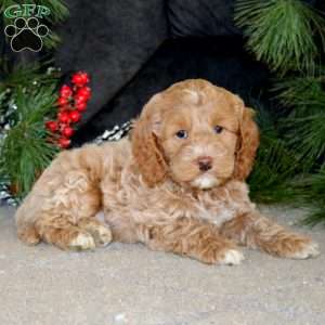 Bryce, Cockapoo Puppy