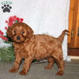 Bryce, Cavapoo Puppy