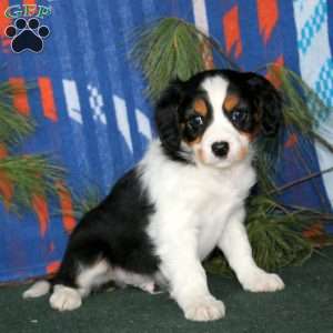 Bryce, Cavalier King Charles Mix Puppy