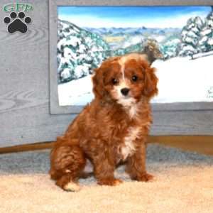 Bryce, Cavapoo Puppy
