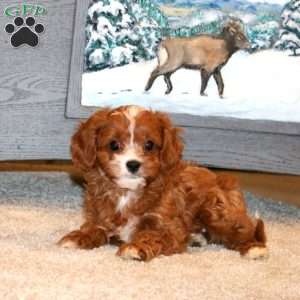 Bryce, Cavapoo Puppy