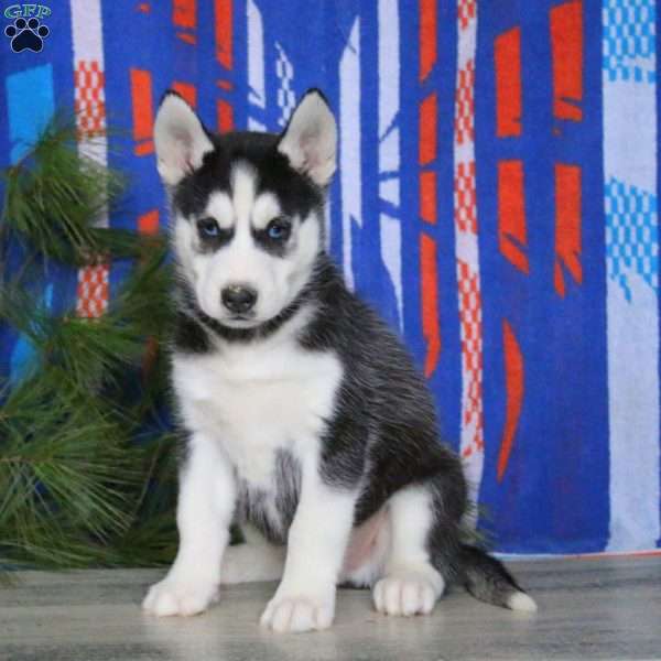 Bryson, Siberian Husky Puppy