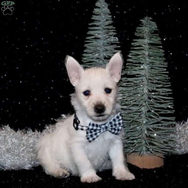 Bryson, West Highland Terrier Puppy