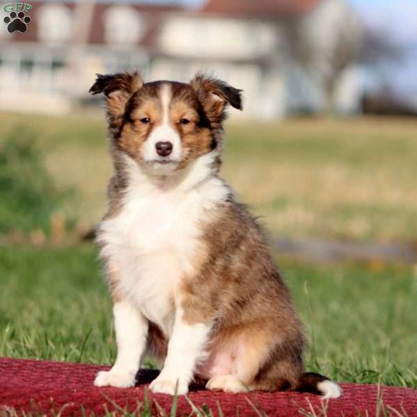 Bryson, Sheltie Puppy