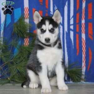 Bryson, Siberian Husky Puppy