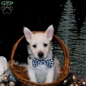 Bryson, West Highland Terrier Puppy