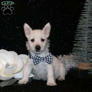 Bryson, West Highland Terrier Puppy