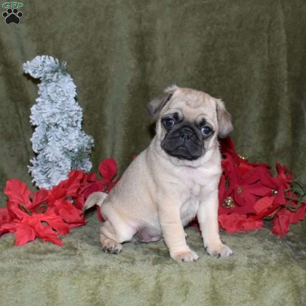 Bubbles, Pug Puppy