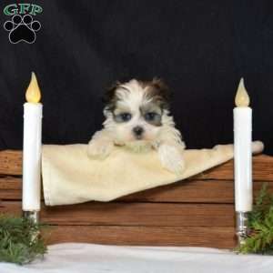 Bubbles, Mal-Shi Puppy