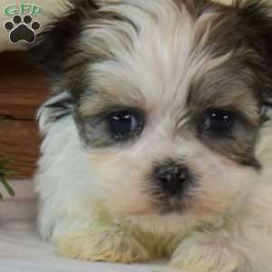 Bubbles, Mal-Shi Puppy