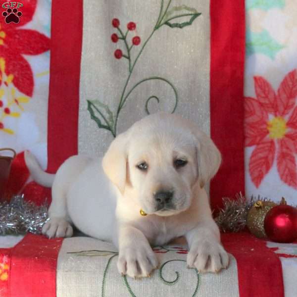 Bubbles, Yellow Labrador Retriever Puppy