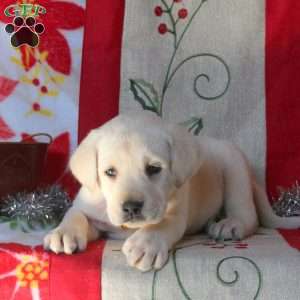 Bubbles, Yellow Labrador Retriever Puppy
