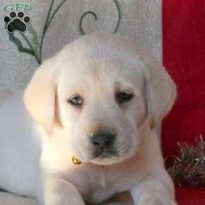 Bubbles, Yellow Labrador Retriever Puppy
