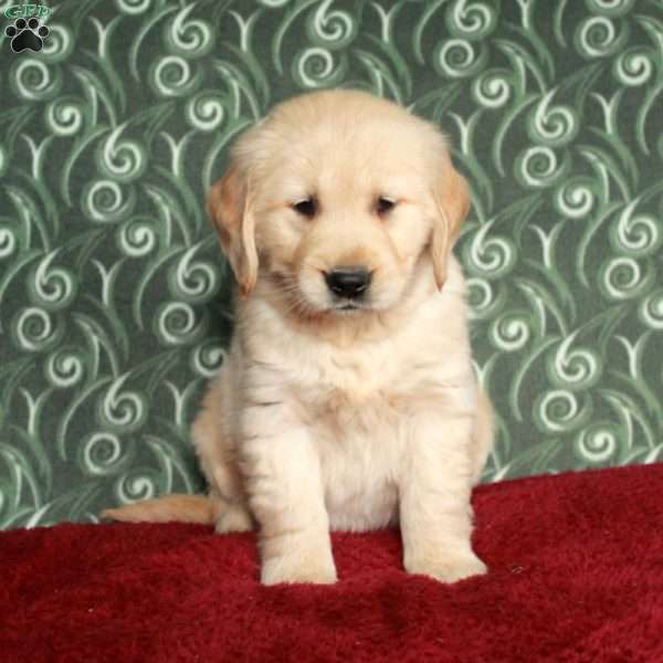Bucky, Golden Retriever Puppy