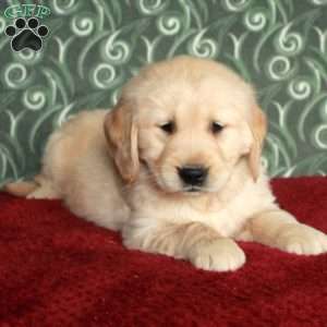 Bucky, Golden Retriever Puppy