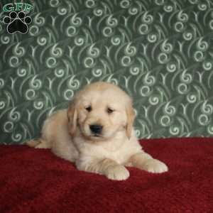 Bucky, Golden Retriever Puppy