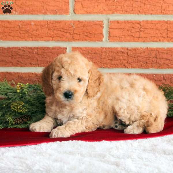 Buddy, Mini Goldendoodle Puppy