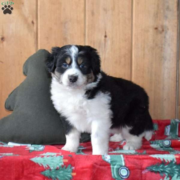 Buddy, Australian Shepherd Puppy