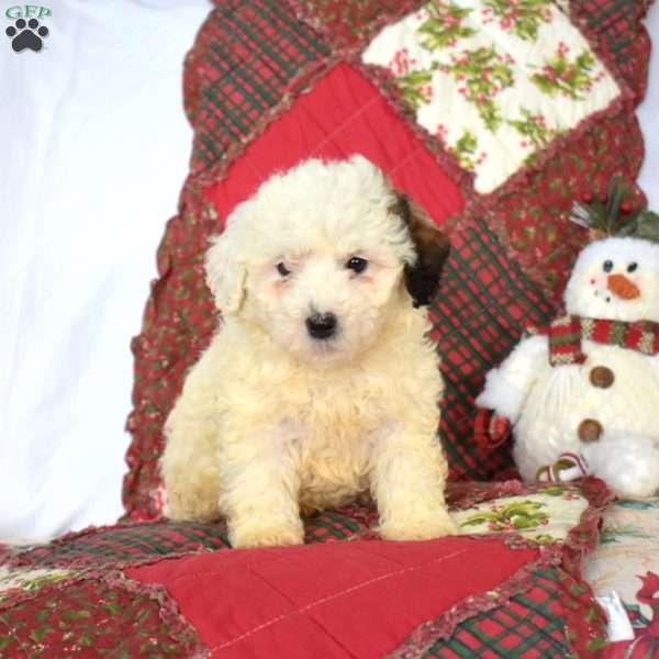 Buddy, Mini Bernedoodle Puppy