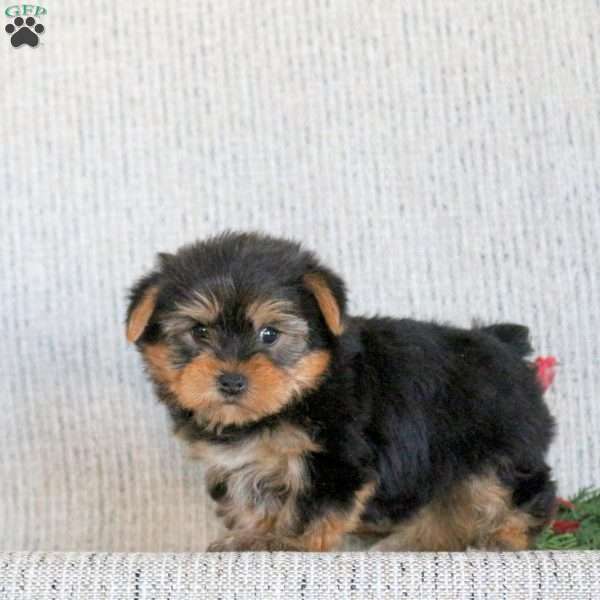 Buddy, Yorkie Puppy