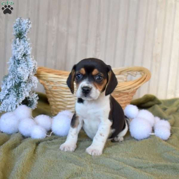 Buddy, Beagle Puppy