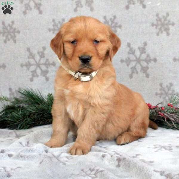 Buddy, Golden Retriever Puppy