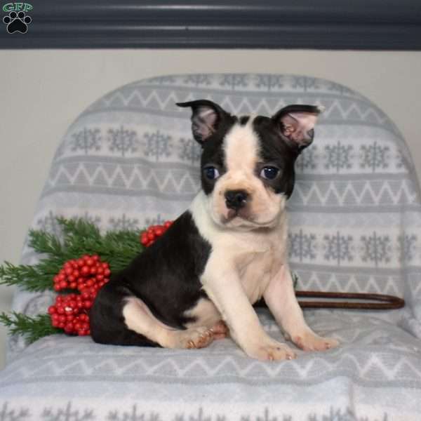 Buddy, Boston Terrier Puppy