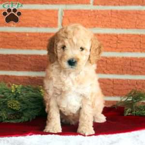 Buddy, Mini Goldendoodle Puppy