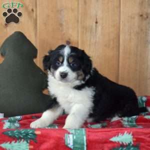 Buddy, Australian Shepherd Puppy
