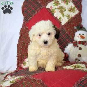 Buddy, Mini Bernedoodle Puppy