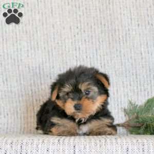 Buddy, Yorkie Puppy