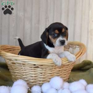 Buddy, Beagle Puppy