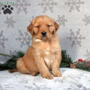 Buddy, Golden Retriever Puppy