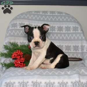 Buddy, Boston Terrier Puppy