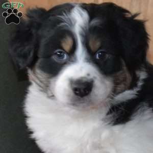 Buddy, Australian Shepherd Puppy