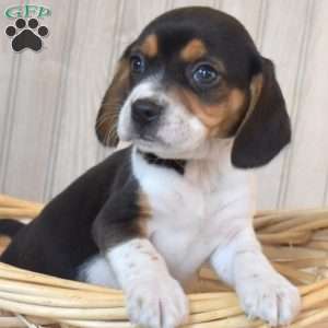 Buddy, Beagle Puppy