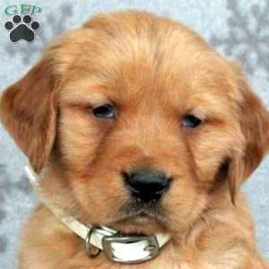 Buddy, Golden Retriever Puppy