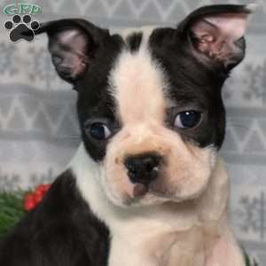Buddy, Boston Terrier Puppy