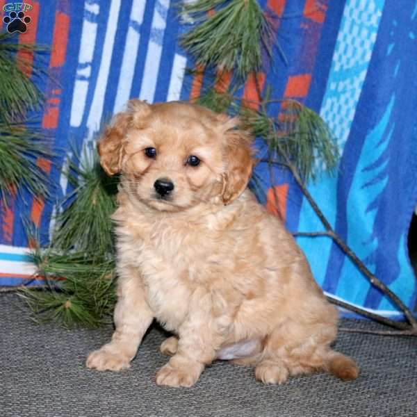 Buddy, Miniature Golden Retriever Puppy