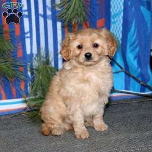 Buddy, Miniature Golden Retriever Puppy